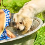 How to keep your dog cool during the summer heat