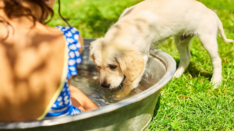How to keep your dog cool during the summer heat