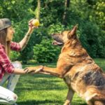 Dog Boarding Checklist